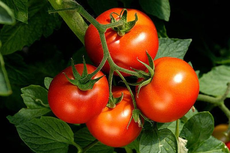 Splorias Tomato Seed  (20 per packet)