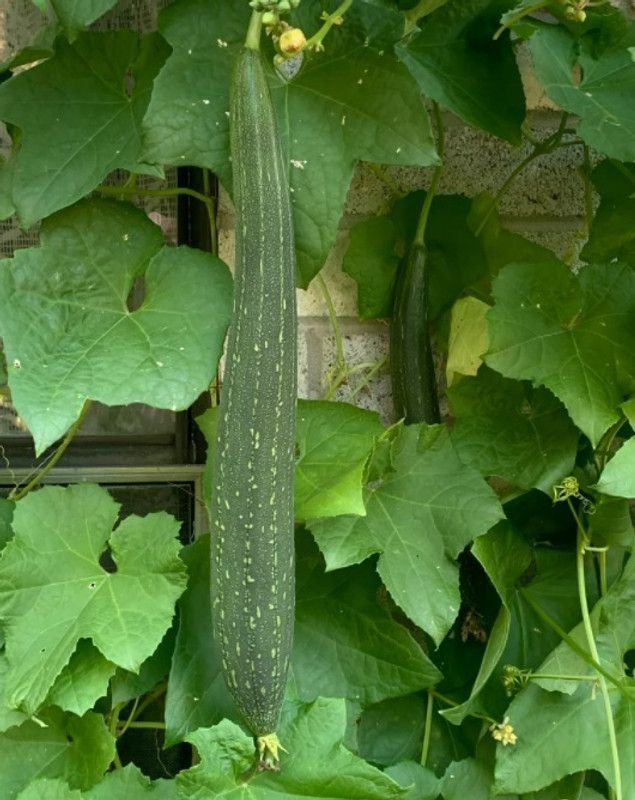 UGRA Sponge Gourd Loofa Seed  (500 per packet)
