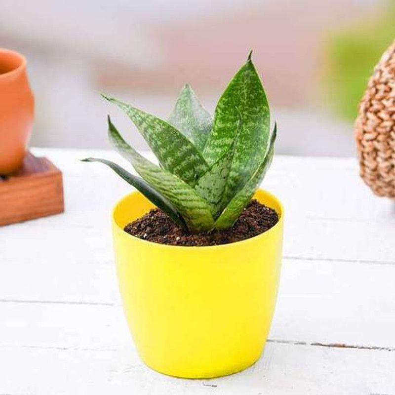 VamiJen Snake Plant  (Hybrid, Pack of 1)