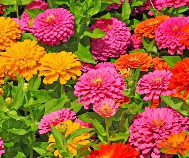 Paudha Zinnia Hybrid Flower Seed  (27 per packet)