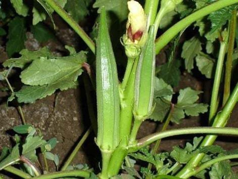 Xesas Ladies Finger/Bhendi F78 Seed  (30 per packet)