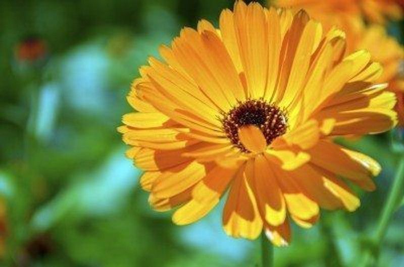 Nodoc Calendula flower Seed  (39 per packet)