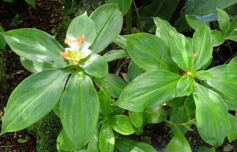 Bee Green Insulin Plant  (Hybrid, Pack of 1)