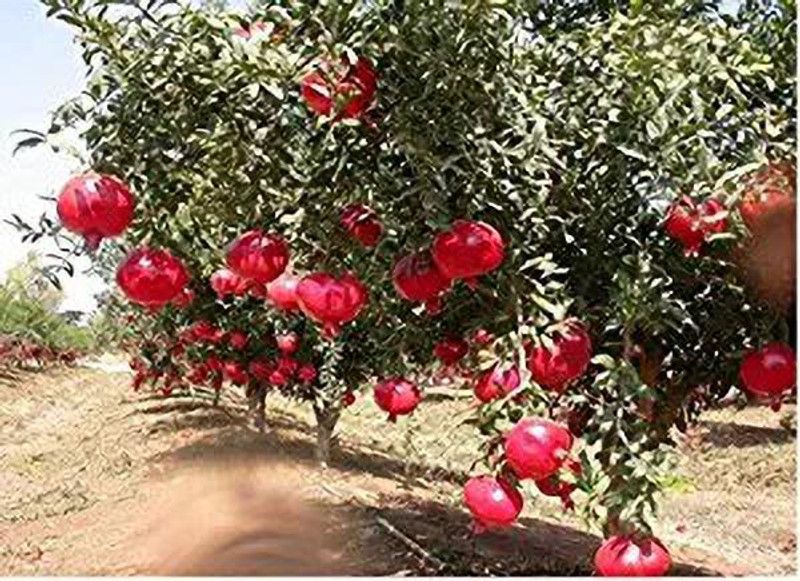 EVY Pomegranate Plant  (Hybrid, Pack of 1)