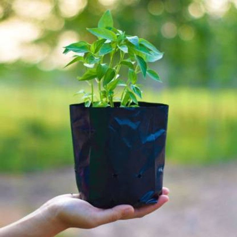 greengrow Grow Nursery Plant Bags , Plant Container , Grow Bags for Home Garden Extra Small Size for Saplings, Seedlings (Black , 3 x 4 inch) Pack of 1000 QTY Grow Bag Grow Bag