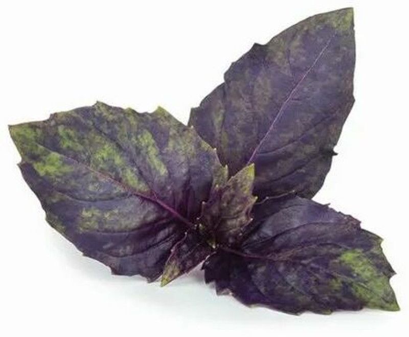 Mozette Basil purple herbs Seed  (21 per packet)