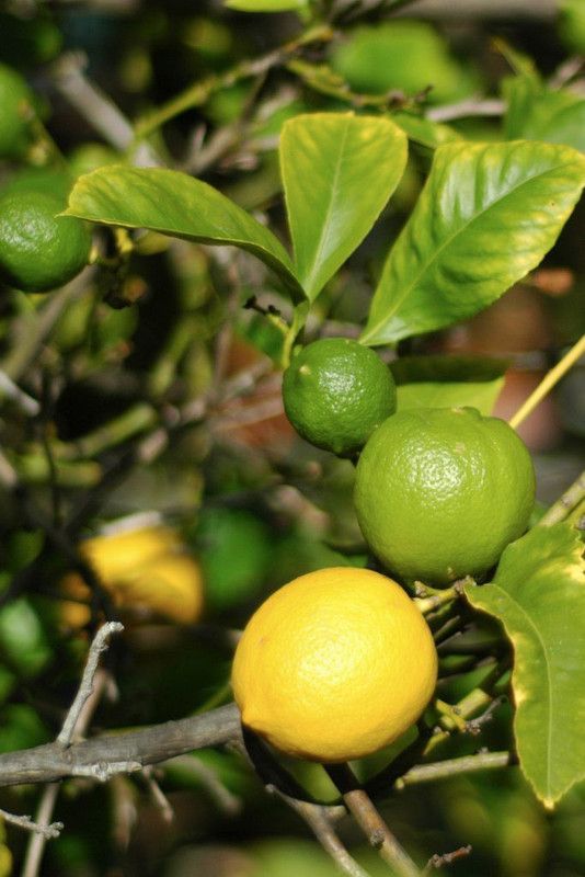 K.K.ENTERPRISH Lemon Plant  (Hybrid, Pack of 1)