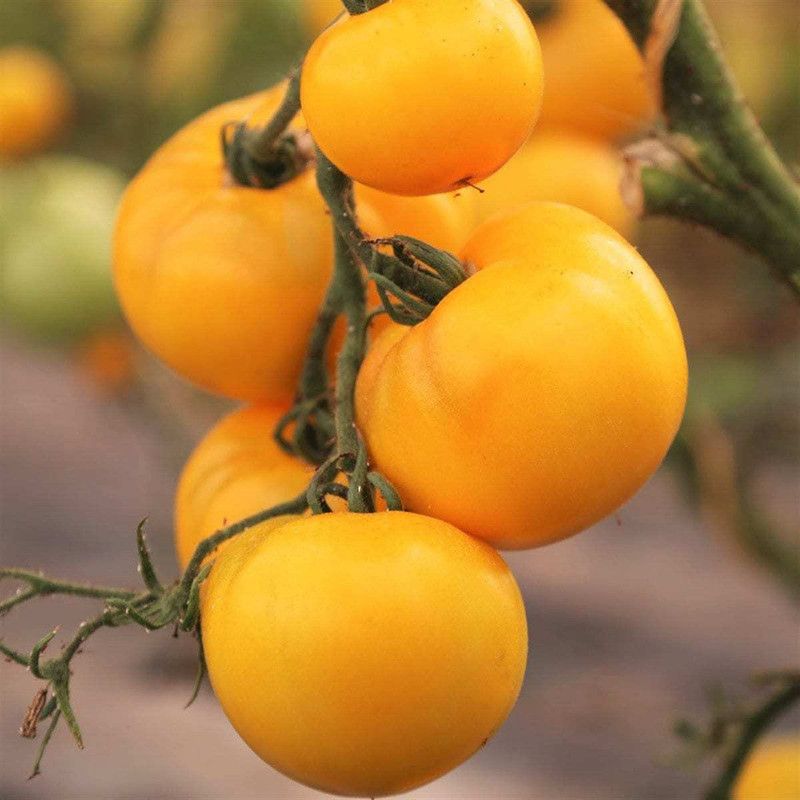 Nodoc Yellow tomato Seed  (41 per packet)