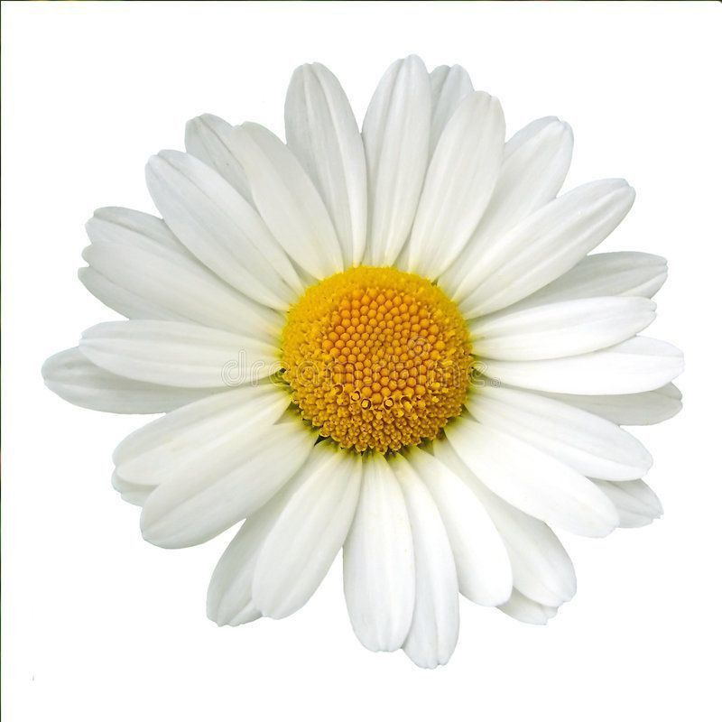 Mozette Daisy White Flower Seed  (47 per packet)