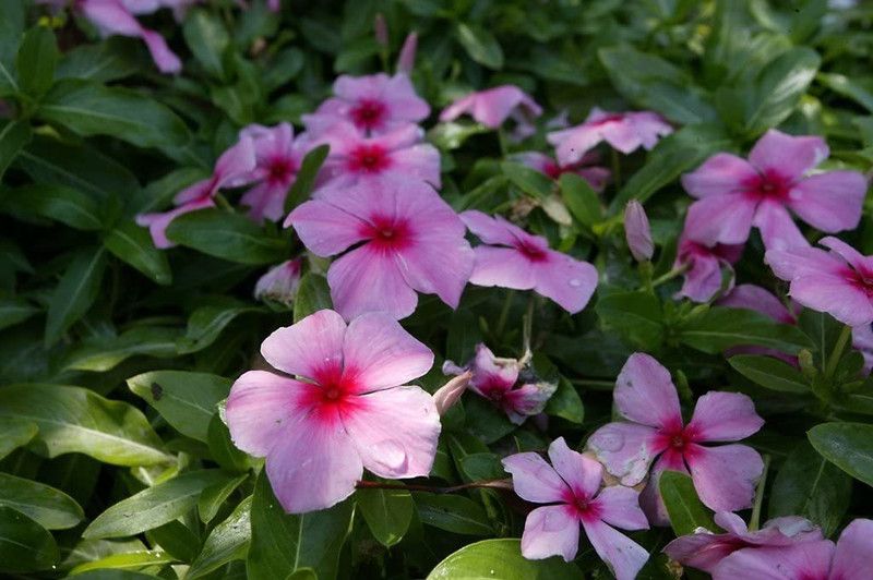 CYBEXIS Pink Flower with Cherry Center Vinca Seed  (50 per packet)