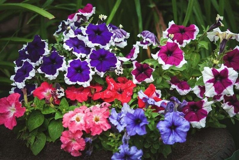 Mozette Exotic petunia Seed  (19 per packet)