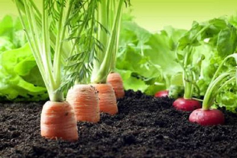 Aavik Long Red Carrot Vegetable Seed  (80 per packet)