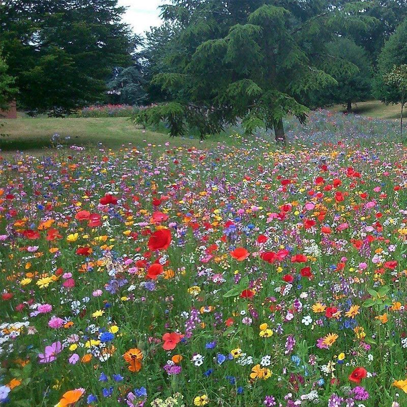 CYBEXIS Dazzler' Seeds. Dazzler Cosmos Seed  (50 per packet)