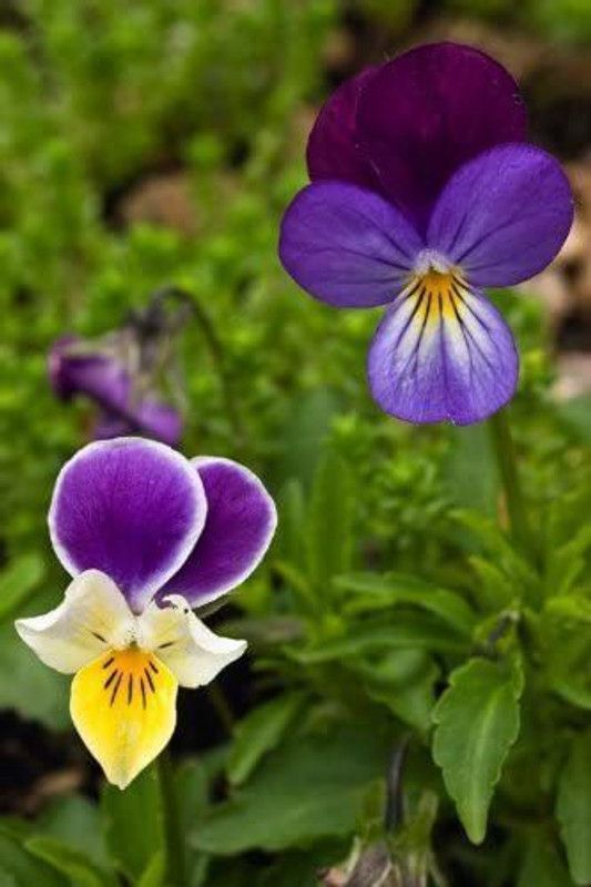 CYBEXIS British Wild Flower - Wild Pansy - Viola Tricolour Seed  (1 g)
