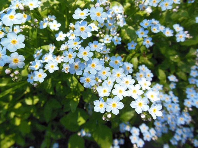 Futaba Oxalis Wood Sorrel Flower - Blue - 120 Pcs Seed  (120 per packet)