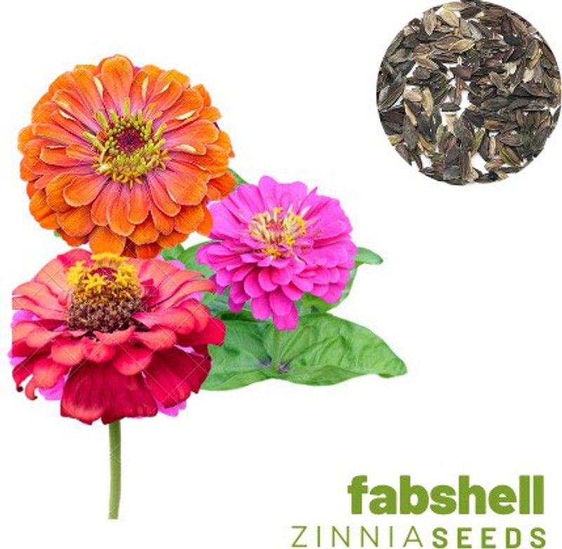 FABSHELL Zinnia Seed  (100 per packet)