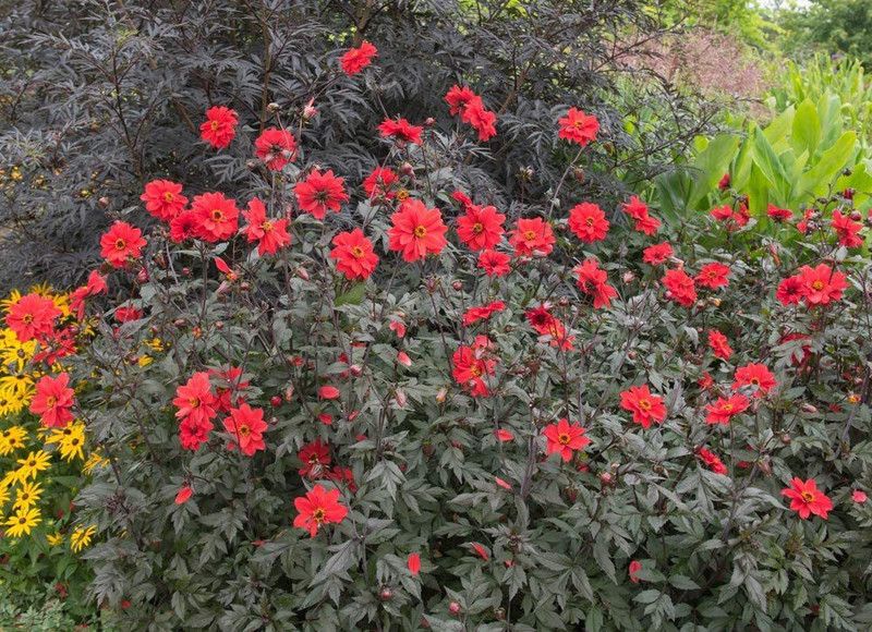 VibeX Dahlia Seed  (10 per packet)