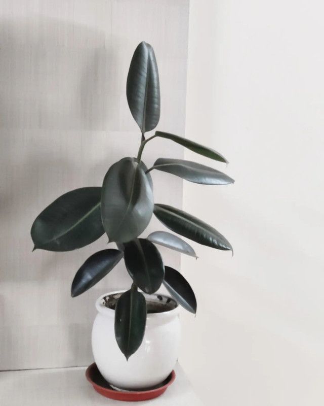 Dishani Rubber Tree  (Hybrid, Pack of 1)