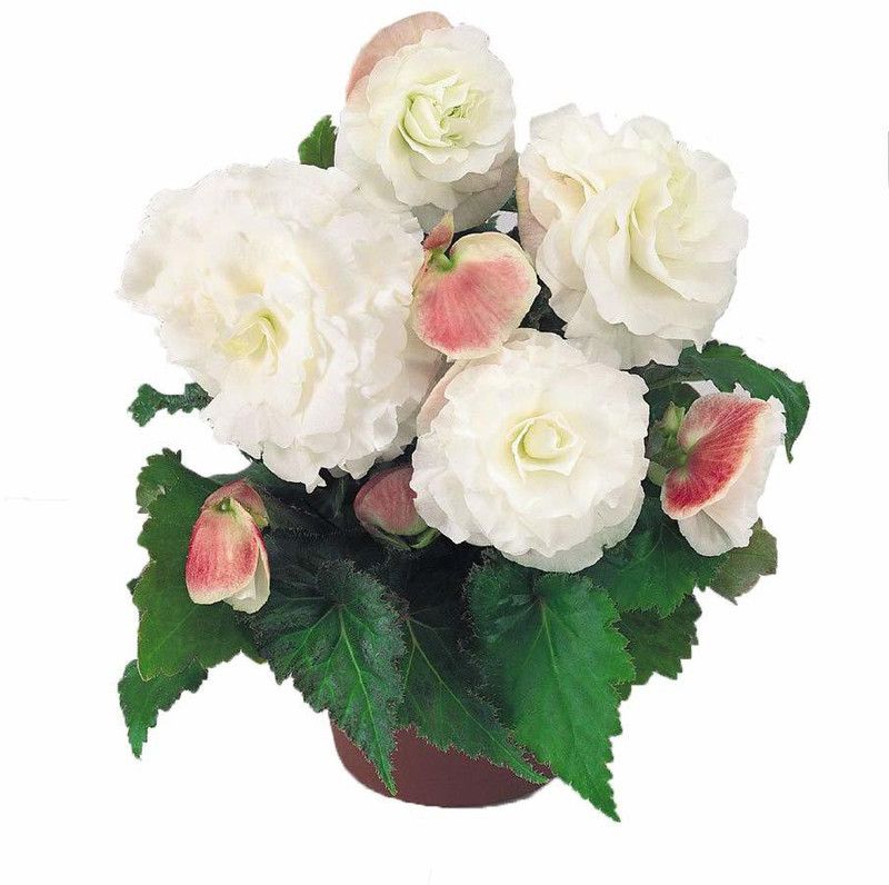 CYBEXIS Rieger Begonia Flower Seeds-White Seed  (25 per packet)