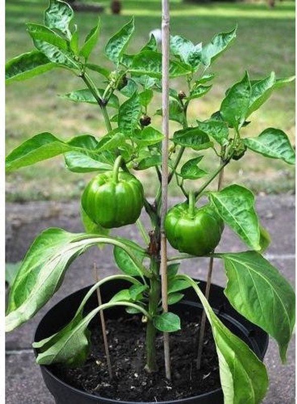 Shiv-Shakti Group Capsicum  (Pack of 1)