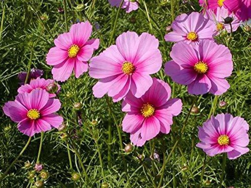 CYBEXIS Cosmos Seeds Seed  (1 g)