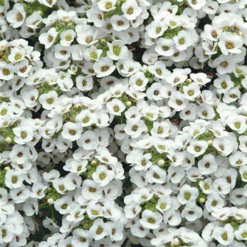 CYBEXIS Seeds Alyssum Royal Carpet Seed  (50 per packet)