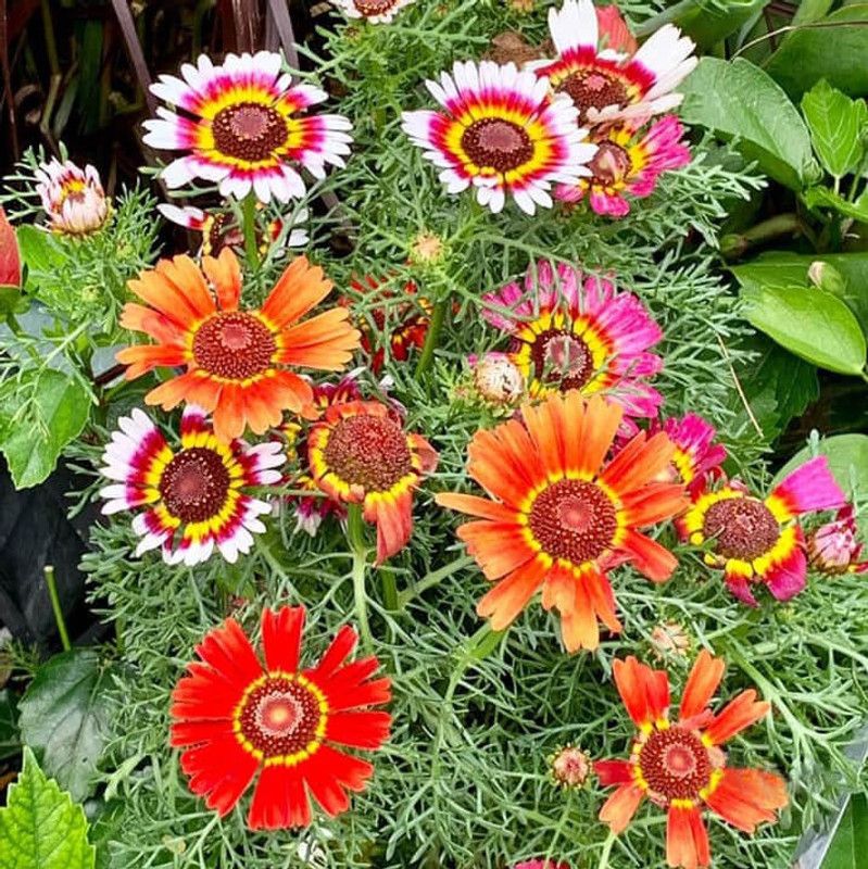 XOLDA Exotic Chrysanthemum Mix Seed  (63 per packet)
