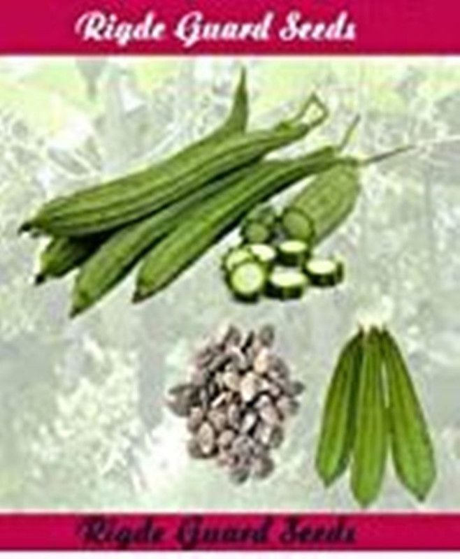 SM Exports Ridge guard vegetable garden seeds 15 seeds per pack. Seed  (15 per packet)