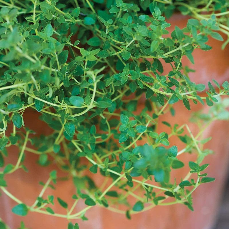 WILLVINE HUA-7 Thyme Seed for Planting Seed  (400 per packet)