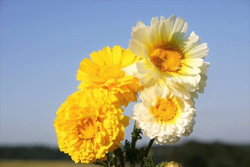 CYBEXIS Mix Daisy Flower Seeds Seed  (1 g)