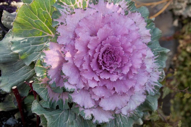 CYBEXIS Hybrid Ornamental Kale Mix Seed  (1 g)