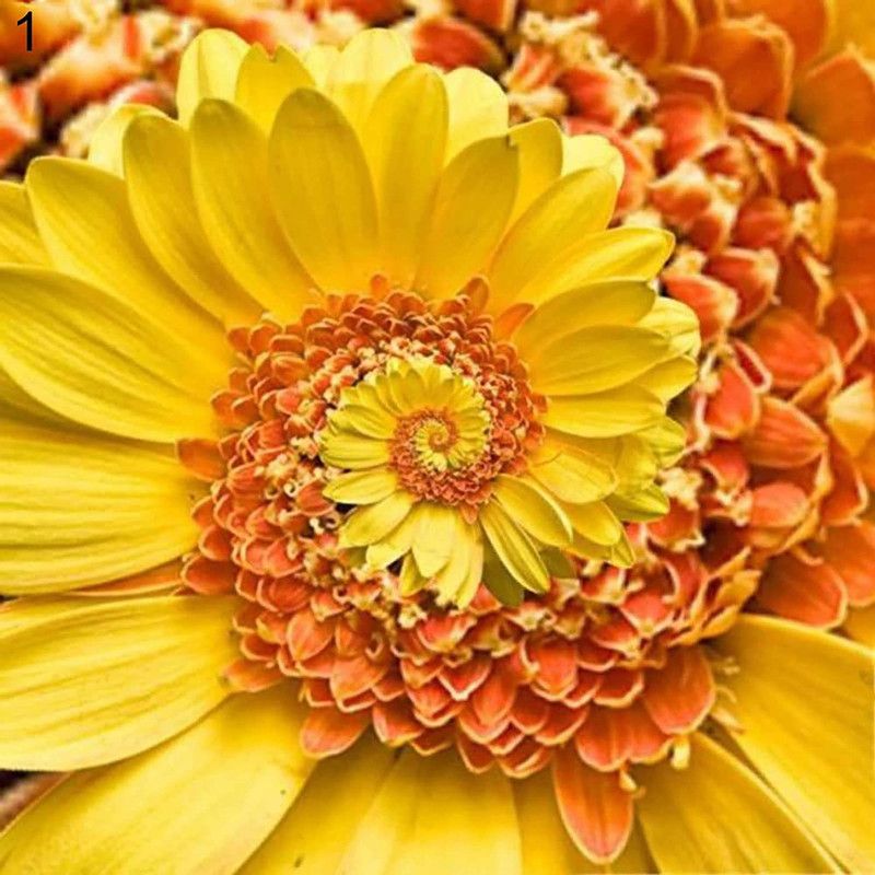 CYBEXIS Chrysanthemum Seed  (25 per packet)