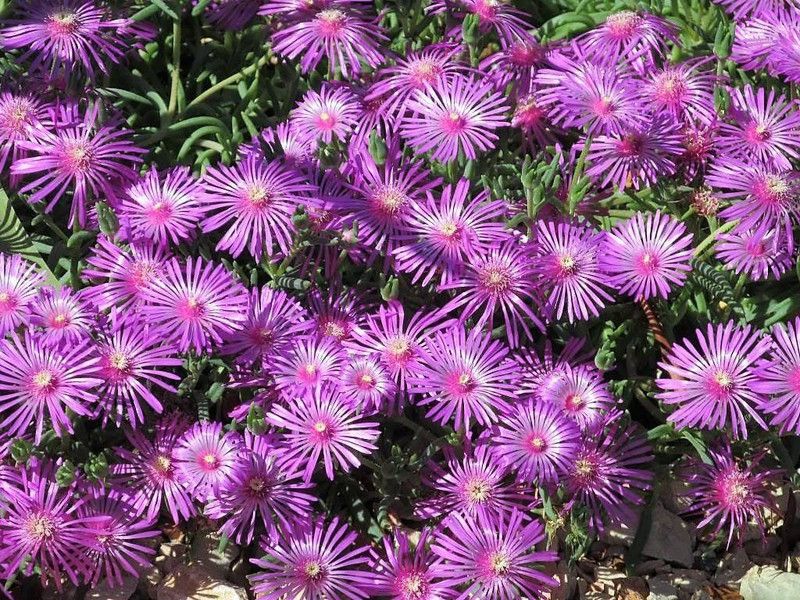 CYBEXIS Hybrid MOUNTAIN ICE PLANT Magenta Fuchsia Delosperma Cooperi Flower Seeds Seed  (1 g)