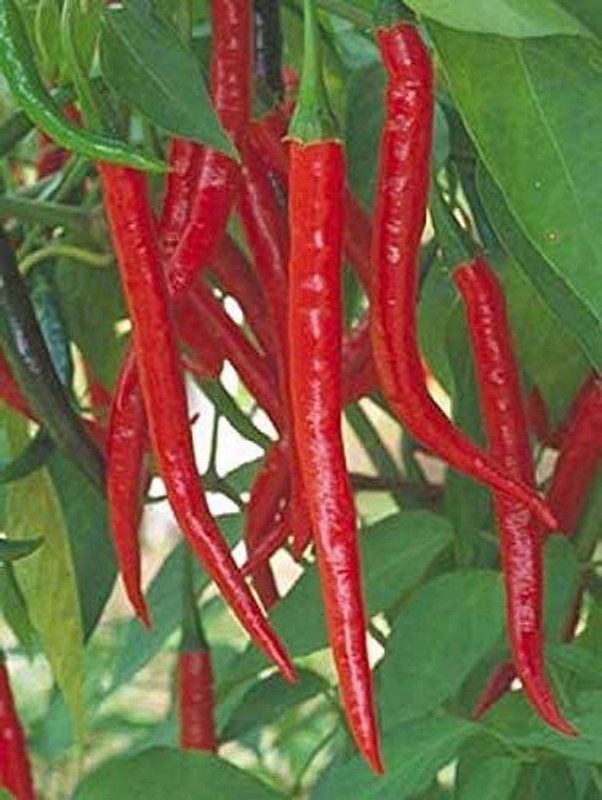 WILLVINE XLR-846 Long Hot Indian Chilli Seeds Seed  (200 per packet)
