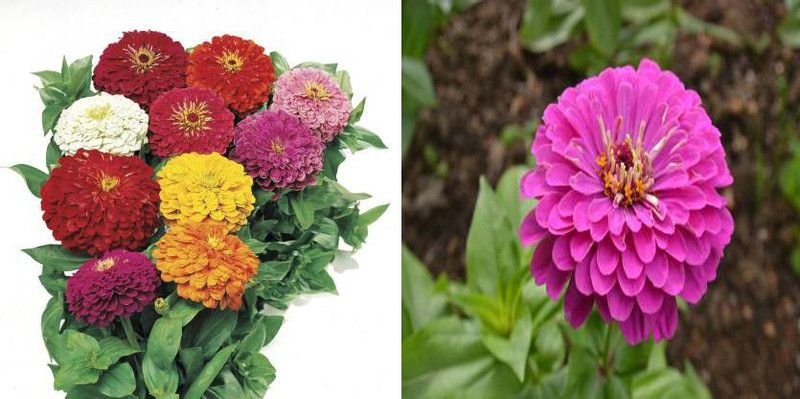 xcentax PURPLE ZINNIA SUMMER, ZINNIA DUO GIANT MIXED Seed  (20 per packet)