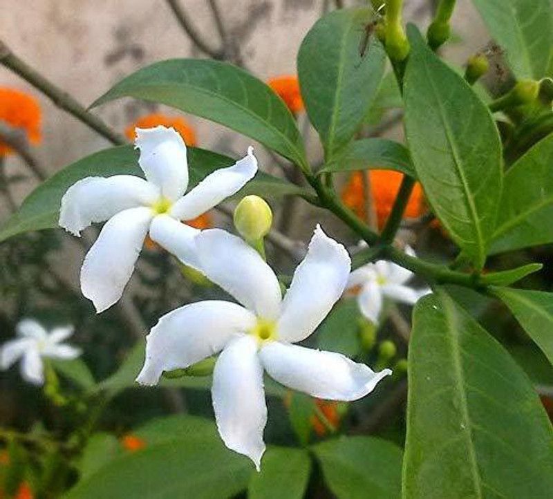 The Entacloo Night Bloom Jasmine Plant  (Hybrid, Pack of 1)