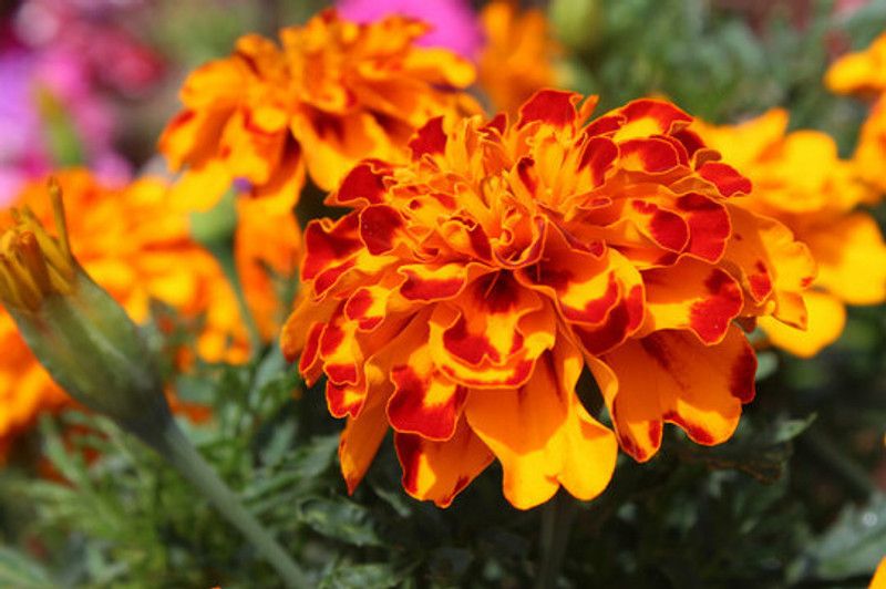 Mozette Exotic marigold orange Seed  (33 per packet)