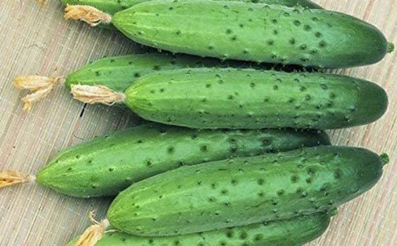 WHYGI Self-Pollinating Cucumber April F1 Heirloom Vegetable Seeds-CuC_1549 Seed  (500 per packet)