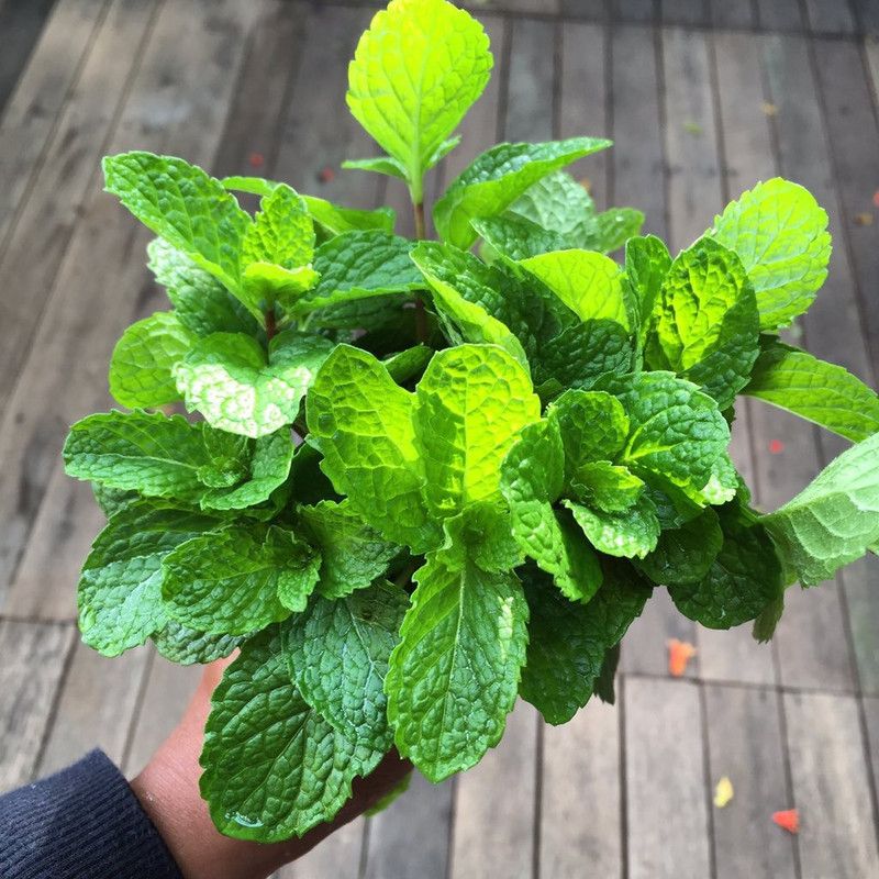 Paudha Mint Seed  (10 per packet)