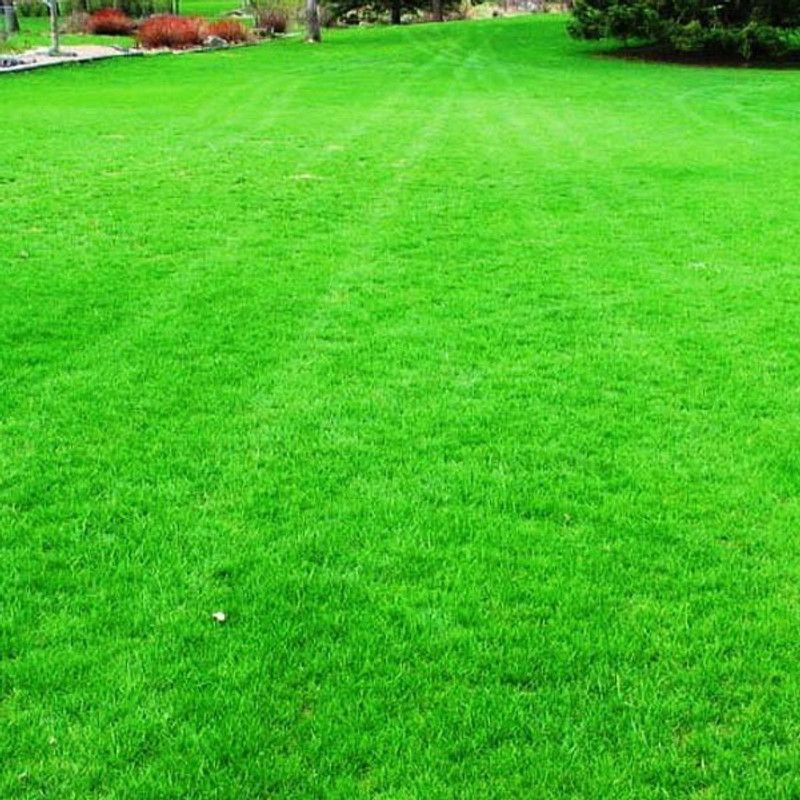 Paudha Lawn Grass Seed  (20 per packet)