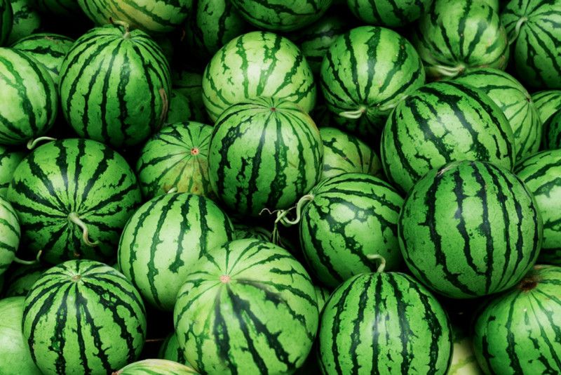 Paudha Watermelon Fruit Seed  (31 per packet)