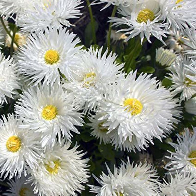 XOLDA Exotic Daisy White Flower Seed  (63 per packet)