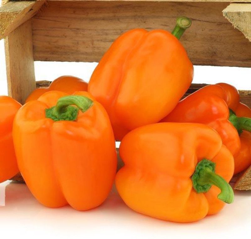 Audbhidhi Capsicum Orange F1 Hybrid Winter Vegetable Plant Seeds for Home Garden Combo Seed  (20 per packet)