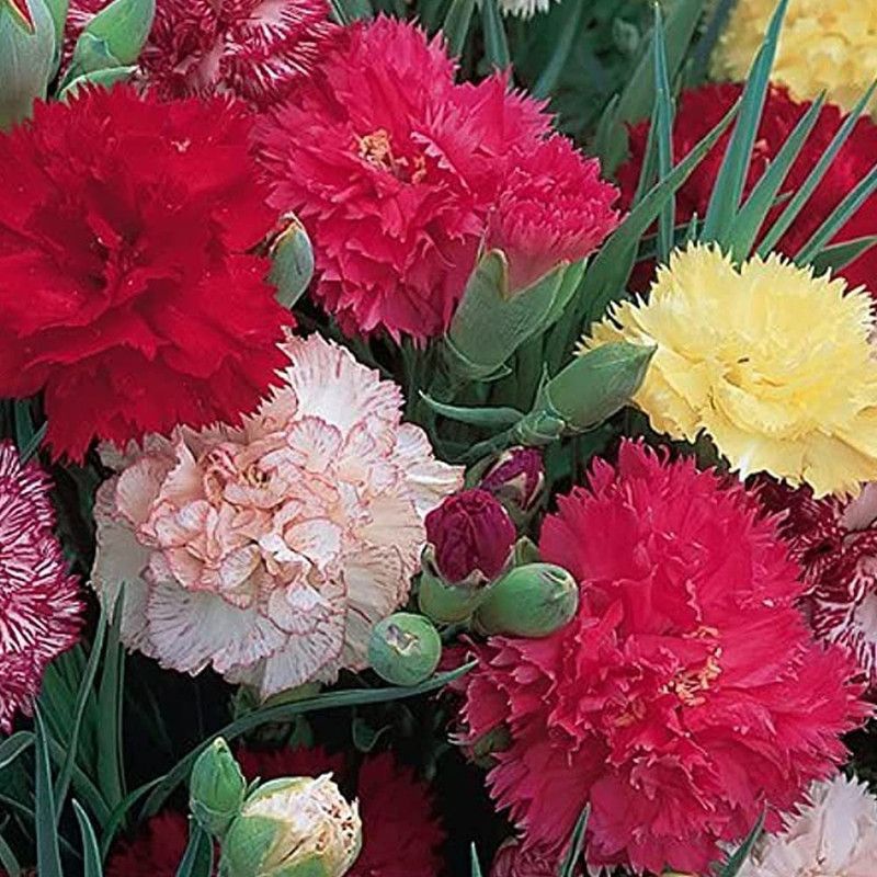 XOLDA Exotic Carnation Mix Seed  (78 per packet)