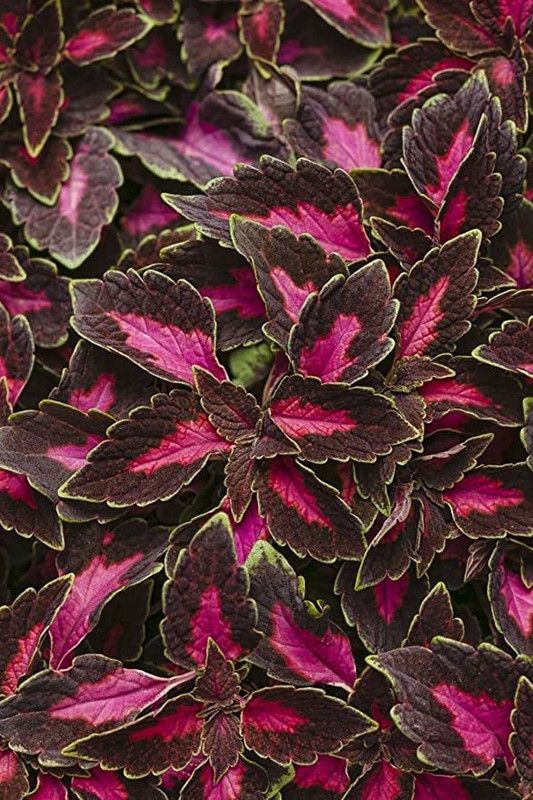 KANAYA Coleus Rainbow Mix Hybrid Seed  (40 per packet)