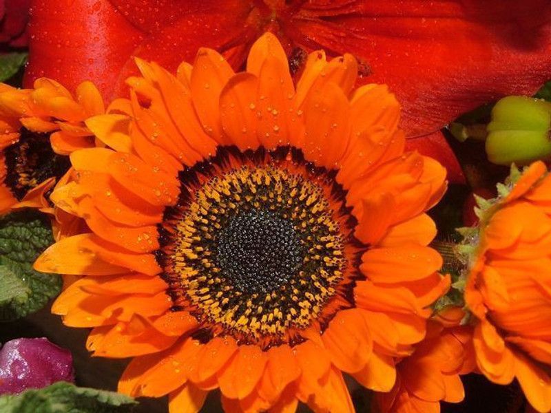 Mozette Venedium orange Seed  (22 per packet)