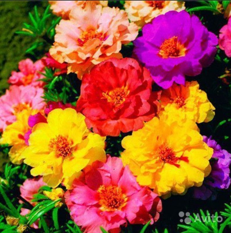 XOLDA Exotic Portulaca Mix Seed  (83 per packet)