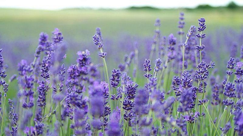 Paudha Lavender Seed  (25 per packet)