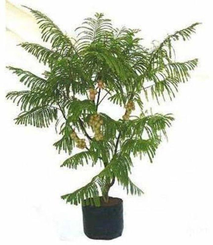 Dream mall Amla Plant  (Hybrid, Pack of 1)