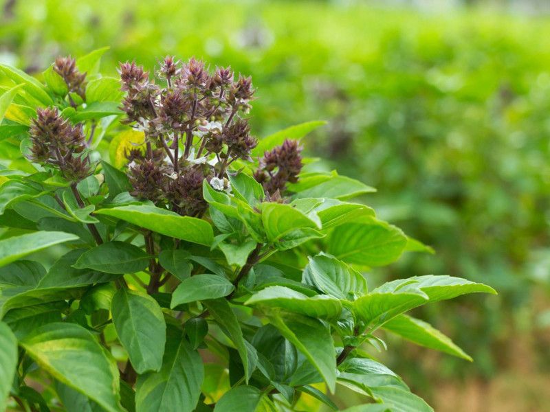VibeX ® VMR-4 Sweet Basil 'Magic Michael' Seed  (1000 per packet)